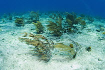 Sea fans swaying in the current, Bahamas, Caribbean