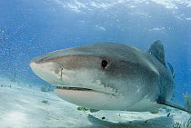 Tiger Shark (Galeocerdo cuvieri) portrait, Bahamas, Caribbean