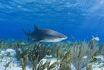 Lemon Shark (Negaprion acutidens) swimming over sea fans, Bahamas, Caribbean