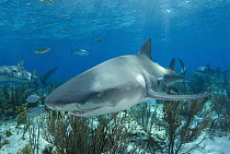 Lemon Shark (Negaprion acutidens), vulnerable species, Bahamas, Caribbean