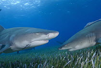Lemon Shark (Negaprion acutidens) pair, vulnerable species, Bahamas, Caribbean