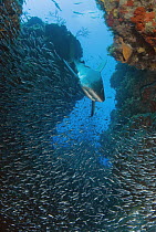 Caribbean Reef Shark (Carcharhinus perezii) swimming through reef and schooling fish, Bahamas, Caribbean
