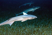 Remora (Remora remora) trio, top of the head is modified with plates to stick onto animals, Bahamas, Caribbean