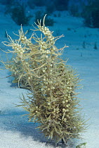 Sargassum Weed (Sargassum sp) growing on bottom will break off to form large floating patches of sargasso weed, Bahamas, Caribbean