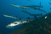 Great Barracuda (Sphyraena barracuda) school, Indonesia