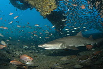 Grey Nurse Shark (Carcharias taurus) swimming through Papoose Wreck off North Carolina