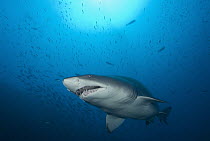 Grey Nurse Shark (Carcharias taurus) swimming near Papoose Wreck off North Carolina