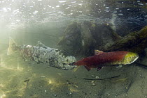 Sockeye Salmon (Oncorhynchus nerka) pair struggling up river to spawn, the left individual has parasites due to the weakening of its immune systems, British Columbia, Canada