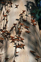 Monarch (Danaus plexippus) butterfly gathering on tree trunk in winter, Pacific Grove, California