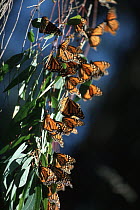 Monarch (Danaus plexippus) butterfly gathering on eucalyptus trees in winter, Pacific Grove, California