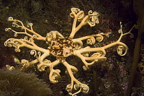 Common Basket Star (Gorgonocephalus eucnemis) with branching arms which are only seen at night in warmer waters, Alaska