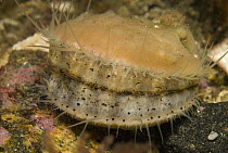 Spiny Scallop (Chlamys hastata) swimming with multiple eyes visible along the mantle, Alaska