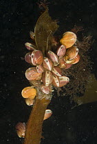 Green Crenella (Musculus discors) cluster attached to dying kelp stem, siphons visible, Alaska