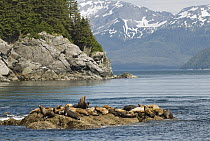 Steller's Sea Lion (Eumetopias jubatus) group hauled out on rocks, Alaska