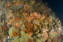 Underwater seamount covered in invertebrate life including sponges, soft corals, ascidians, and barnacles, all of which are filter feeders, Alaska