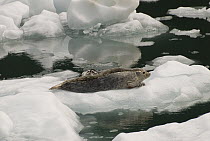 Harbor Seal (Phoca vitulina) mother and pup resting on iceberg, LeConte Glacier, southeast Alaska