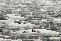 Harbor Seal (Phoca vitulina) mothers and pups hauled out on icebergs, LeConte Glacier, southeast Alaska