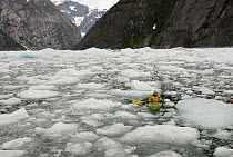 Kayaker paddling around ice floes from LeConte Glacier which is receding and showing evidence of global warming, LeConte Bay, Alaska