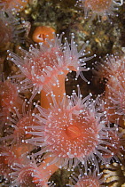 Strawberry Anemone (Corynactis californica) group, small anemones with colonies of clones that cover vertical rock walls, California