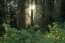 Rays of the setting suns shining through a redwood forest near Brookings, Oregon