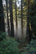 Rays of the setting sun shining through ground-level fog in a redwood forest near Brookings, Oregon
