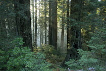 Rays of the setting sun shining through ground fog in a redwood forest near Brookings, Oregon