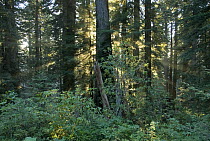 Rays of the setting sun shining through a redwood forest near Brookings, Oregon