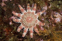 Common Sun Star (Crossaster papposus) which has many variations of color and patterns, but almost always 11 rays, Vancouver Island, British Columbia, Canada