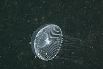 Jellyfish (Aequorea sp) swimming, Vancouver Island, British Columbia, Canada