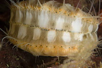 Spiny Scallop (Chlamys hastata) swimming with multiple eyes visible along the mantle, Vancouver Island, British Columbia, Canada