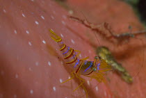 Clown Shrimp (Lebbeus grandimanus) among stinging tentacles of Fernald Brooding Anemone (Cribrinopsis fernaldi), Vancouver Island, British Columbia, Canada