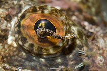 Leech (Notostomobdella cyclostoma) on the eye of a Lingcod (Ophiodon elongatus), Vancouver Island, British Columbia, Canada
