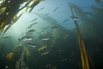Blue Rockfish (Sebastes mystinus) school under Bull Kelp (Nereocystis luetkeana), Vancouver Island, British Columbia, Canada