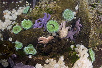 Frilled Sea Anemone (Metridium senile) group, Giant Green Sea Anemones (Anthopleura xanthogrammica) and Ochreous Starfish (Pisaster ochraceus), Vancouver Island, British Columbia, Canada