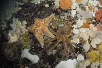 Frilled Sea Anemone (Metridium senile) group, Leather Star (Dermasterias imbricata) and Orange Sun Star (Solaster stimpsoni), Vancouver Island, British Columbia, Canada