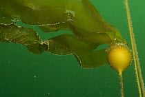Bull Kelp (Nereocystis luetkeana) gas-filled pneumatocyst providing buoyancy, Vancouver Island, British Columbia, Canada