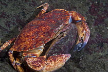 Red Rock Crab (Cancer productus) pair mating with the female holding the male, Vancouver Island, British Columbia, Canada