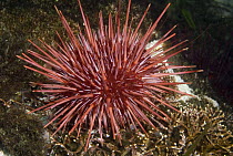 Purple Sea Urchin (Strongylocentrotus purpuratus), Vancouver Island, British Columbia, Canada