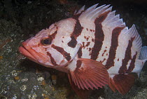 Tiger Rockfish (Sebastes nigrocinctus), Vancouver Island, British Columbia, Canada