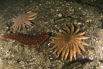 Sea Cucumber exhibits escape response when threatened by arms of Sunflower Sea Stars (Pycnopodia helianthoides), Vancouver Island, British Columbia, Canada