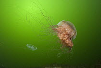 Lion's Mane (Cyanea capillata) jellyfish bell can reach three meters diameter and weigh one ton, Vancouver Island, British Columbia, Canada