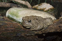 Hammond's Spadefoot Toad (Spea hammondii), Arizona-Sonora Desert Museum, Tucson, Arizona