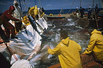 Atlantic Bluefin Tuna (Thunnus thynnus) pulled out of net with hook, Sardinia, Italy