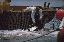 Atlantic Bluefin Tuna (Thunnus thynnus) pulled out of net with hook, Sardinia, Italy
