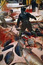 Atlantic Bluefin Tuna (Thunnus thynnus) getting blood vessels cut to kill them, Sardinia, Italy