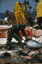 Atlantic Bluefin Tuna (Thunnus thynnus) getting blood vessels cut to kill them, Sardinia, Italy