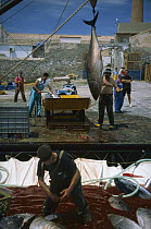 Atlantic Bluefin Tuna (Thunnus thynnus) are pulled out of net with hook, Sardinia, Italy