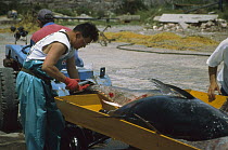 Atlantic Bluefin Tuna (Thunnus thynnus) inspected by japanese buyer, Sardinia, Italy