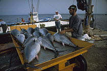Atlantic Bluefin Tuna (Thunnus thynnus) catch on cart, Sardinia, Italy