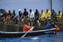 Atlantic Bluefin Tuna (Thunnus thynnus) harvest with men pulling up net, Sardinia, Italy